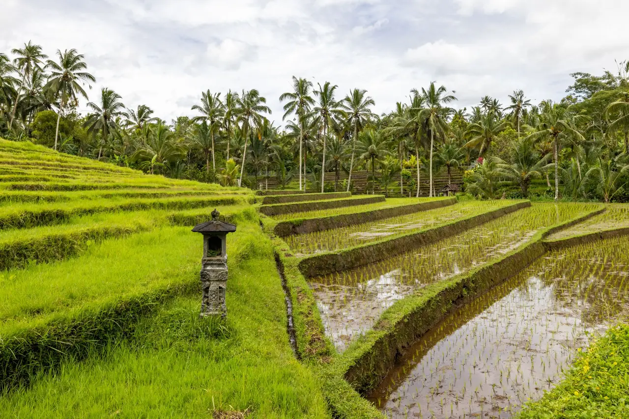 Bali Itineraries for UAE Travellers | 5/7/10 Days — bali rice terrace ubud