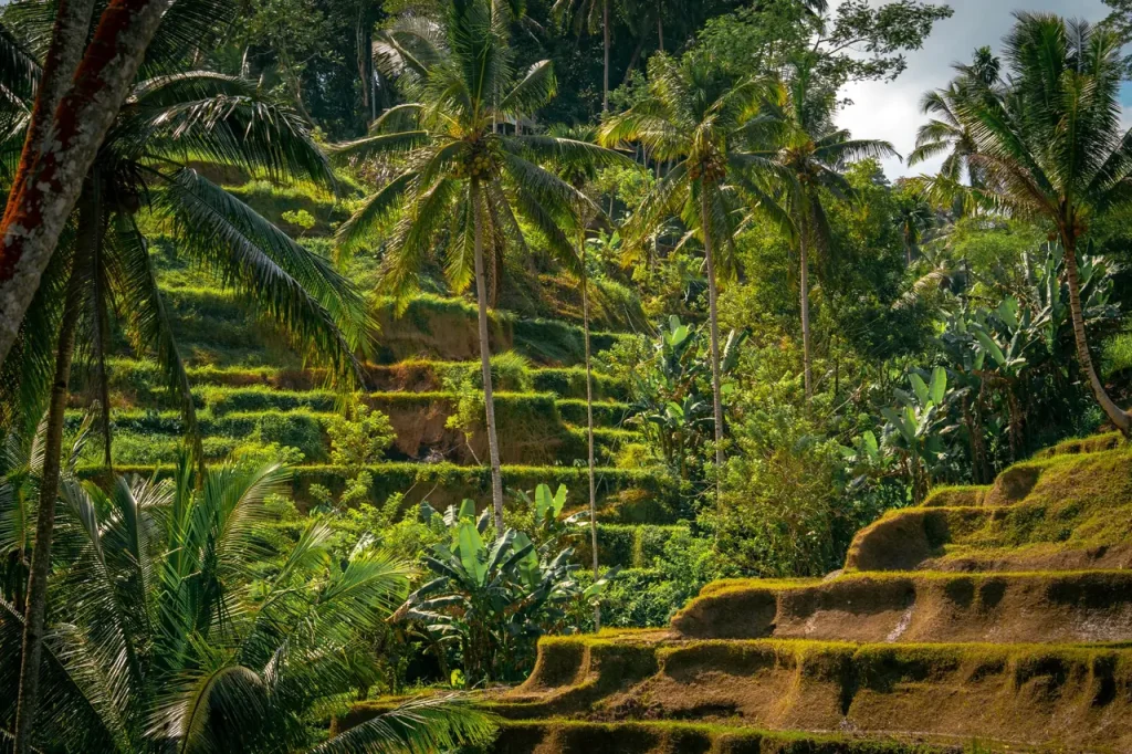 Rice terraces near Ubud, Bali