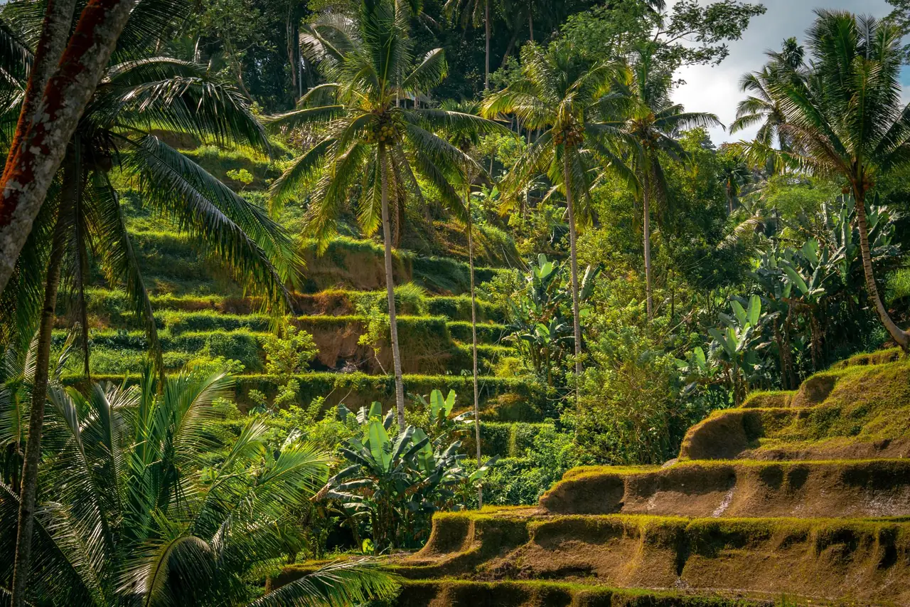 Bali Itineraries for UAE Travellers | 5/7/10 Days — bali rice terrace ubud